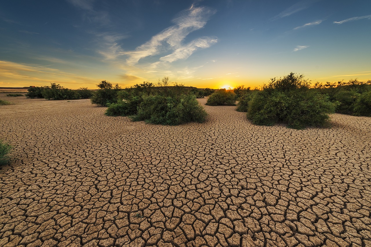 10 Tips for Creating a Drought-Resistant Garden